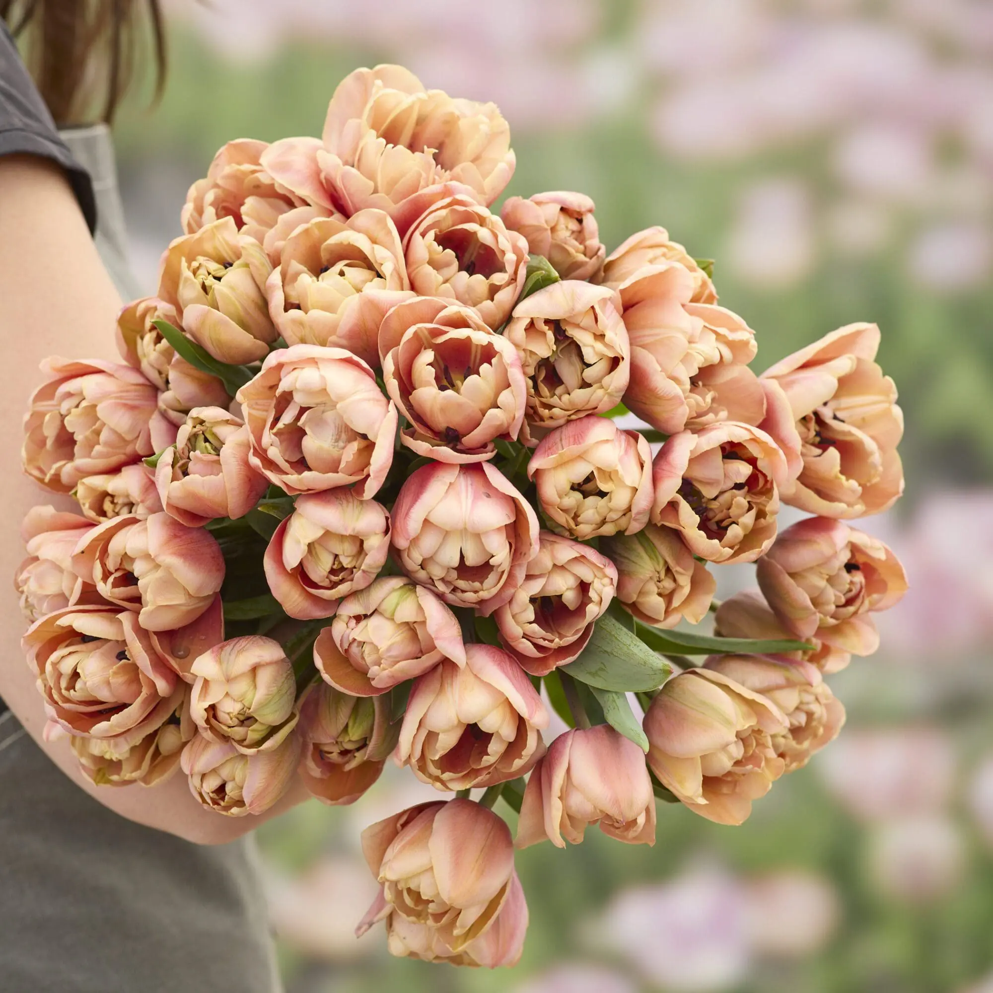 Eksklusiv Champagne & Blush-løglasagne – 30 store premium-blomsterløg til én krukke