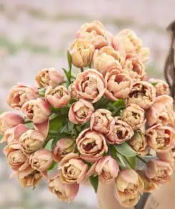 Tulipanløg “La Belle Epoque” | Eksklusiv dobbelt tulipan – Str. 12+ | FRA 8,76 KR