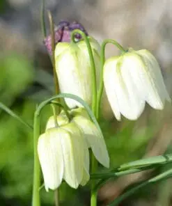 Vibeæg Hvid – Fritillaria meleagris Alba | Blomsterløg i løs vægt | 10 stk. 30,- kr. 100 stk. 279,- kr.