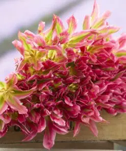 Tulipanløg “Virichic” | Viridiflora tulipan | Løgstørrelse 12+ | FRA 5,40 KR.
