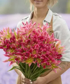 Tulipanløg “Virichic” | Viridiflora tulipan | Løgstørrelse 12+ | FRA 5,40 KR.