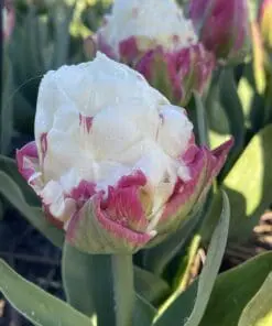 Tulipanløg ‘Ice Cream’ (Tulipa Double Late) – Str. 11/12 | Unik fyldt tulipan | FRA 7,16 KR