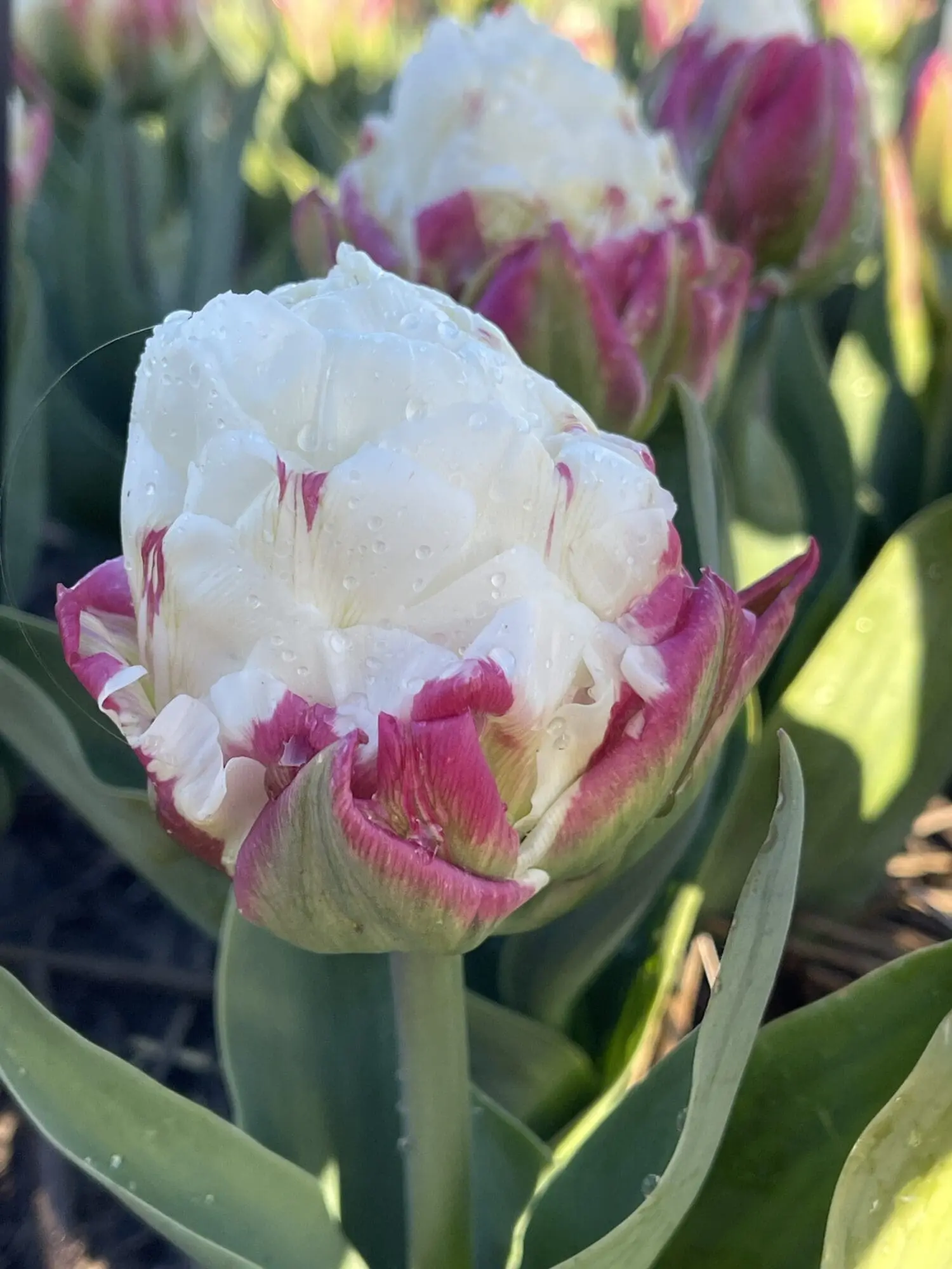 Tulipanløg ‘Ice Cream’ (Tulipa Double Late) – Str. 11/12 | Unik fyldt tulipan | FRA 7,16 KR