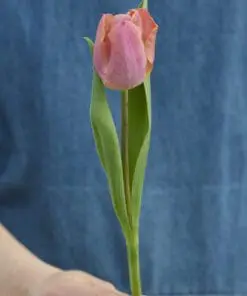 Tulipanløg ‘Salmon Prince’ – Str. 12+ | Elegant laksefarvet tulipan | FRA 5,40 KR.