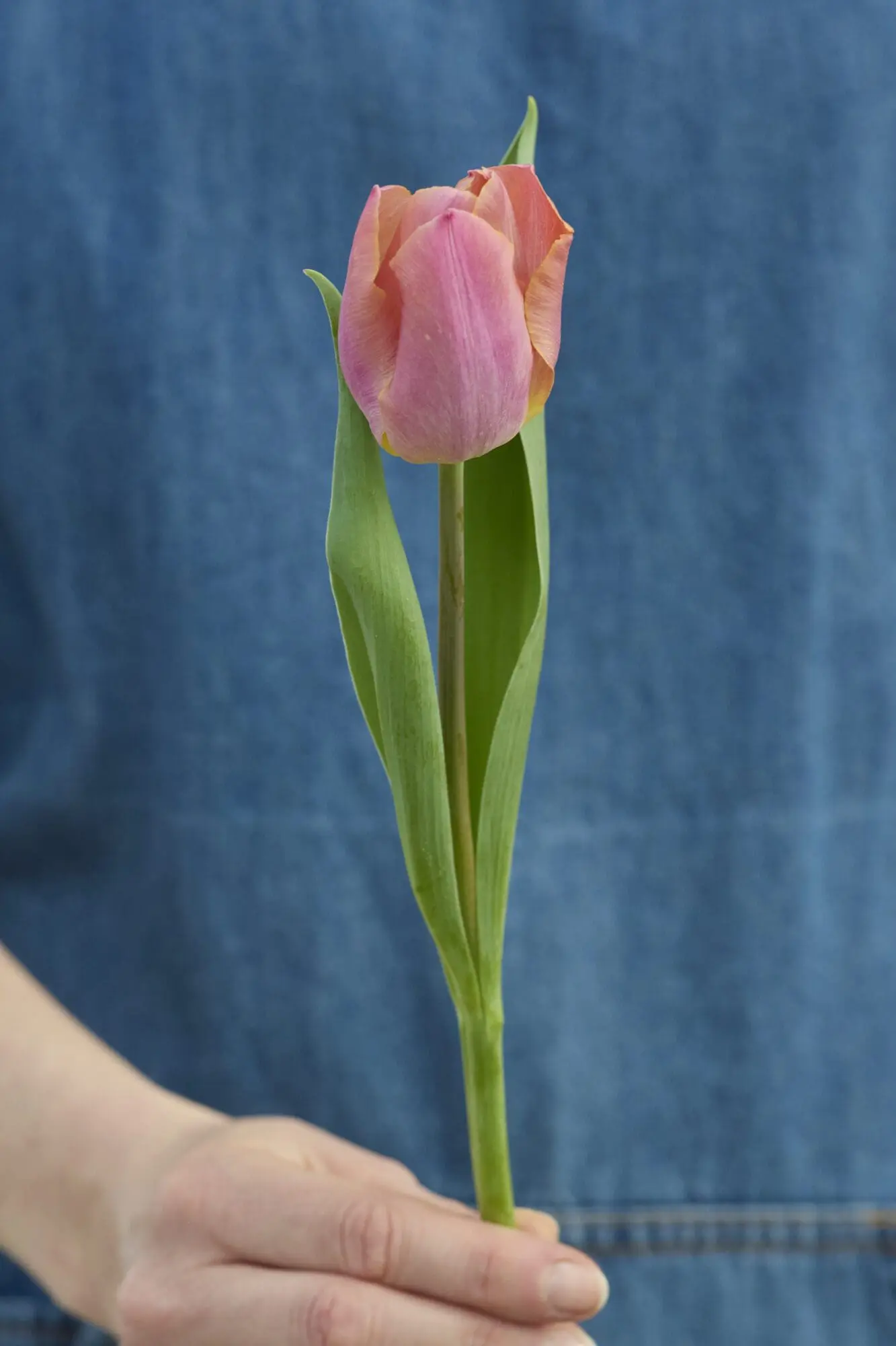Tulipanløg ‘Salmon Prince’ – Str. 12+ | Elegant laksefarvet tulipan | FRA 5,40 KR.