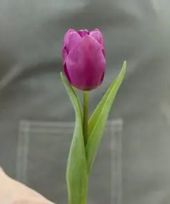 Tulipanløg ‘Purple Prince’ (Single Early) – Str. 12+ | Tidlig lilla tulipan | FRA 5,40 KR.