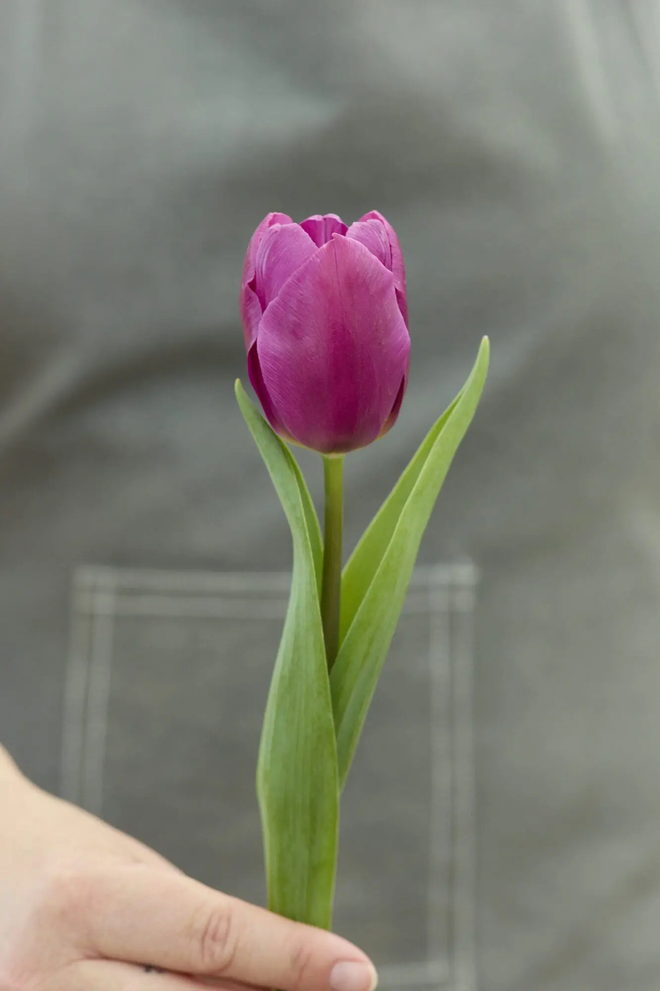 Tulipanløg ‘Purple Prince’ (Single Early) – Str. 12+ | Tidlig lilla tulipan | FRA 5,40 KR.