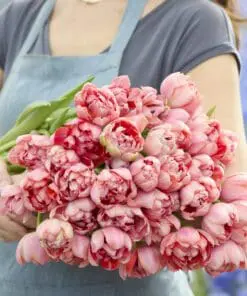 Tulipanløg ‘Etched Salmon’ (Double Early) – Str. 12+ | Laksefarvet fyldt tulipan | FRA 5,96 KR