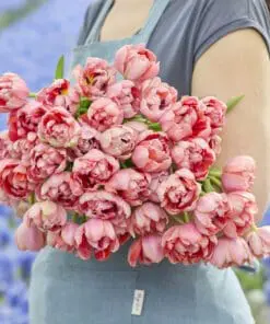 Tulipanløg ‘Etched Salmon’ (Double Early) – Str. 12+ | Laksefarvet fyldt tulipan | FRA 5,96 KR