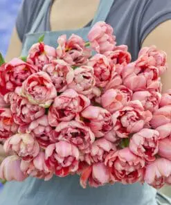 Tulipanløg ‘Etched Salmon’ (Double Early) – Str. 12+ | Laksefarvet fyldt tulipan | FRA 5,96 KR