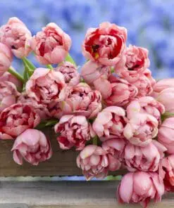 Tulipanløg ‘Etched Salmon’ (Double Early) – Str. 12+ | Laksefarvet fyldt tulipan | FRA 5,96 KR
