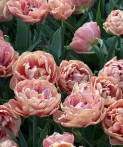 Tulipanløg ‘Copper Image’ (Tulipa Double Late) – Str. 12+ | Eksklusiv fyldt tulipan | FRA 5,96 KR