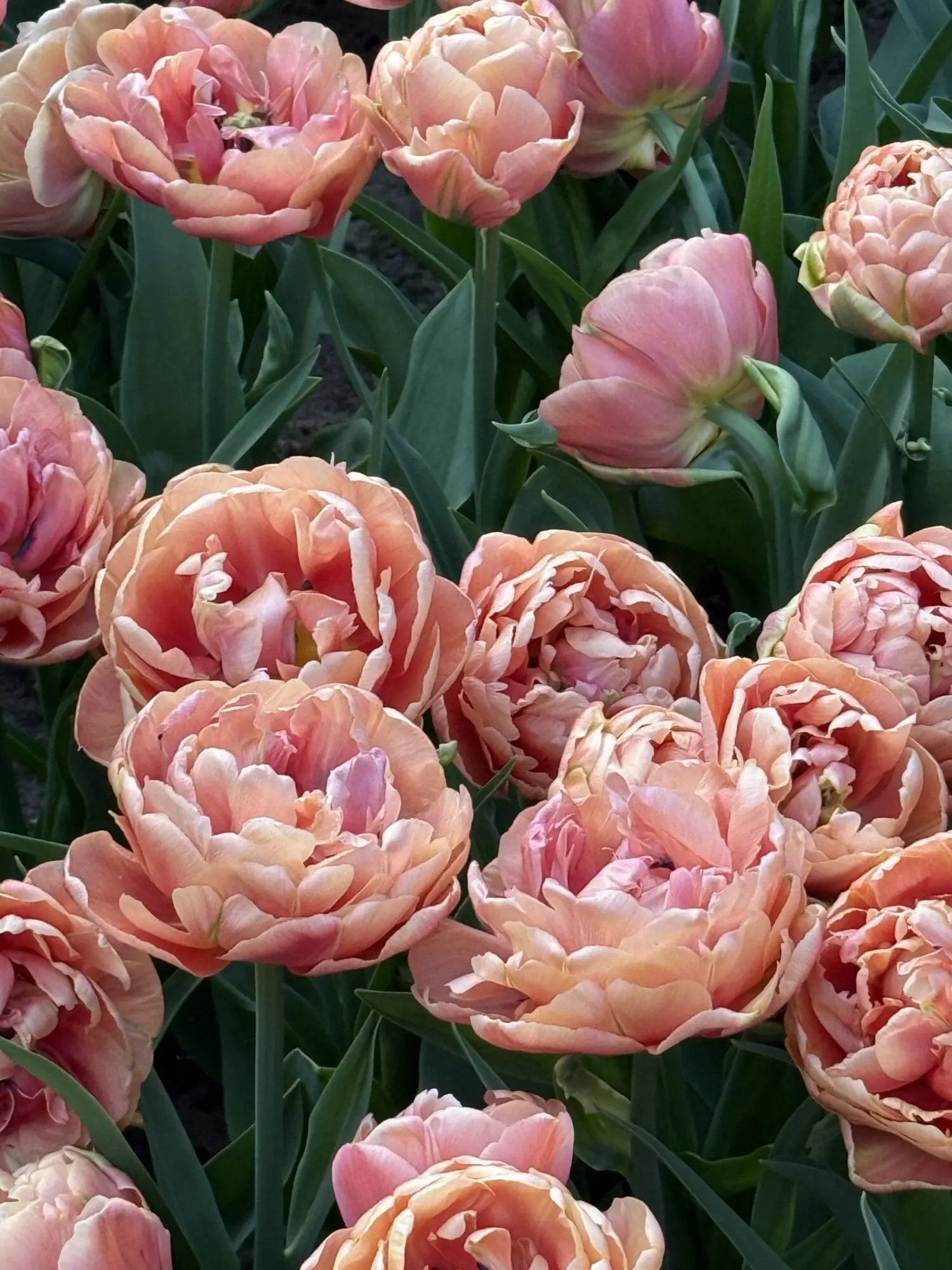 Tulipanløg ‘Copper Image’ (Tulipa Double Late) – Str. 12+ | Eksklusiv fyldt tulipan | FRA 5,96 KR