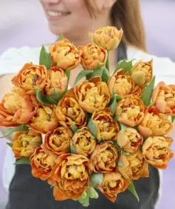 Tulipanløg ‘Valdivia’ (Tulipa Double Early) – Str. 12+ | Fyldt tidlig tulipan | FRA 5,40 KR