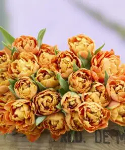 Tulipanløg ‘Valdivia’ (Tulipa Double Early) – Str. 12+ | Fyldt tidlig tulipan | FRA 5,40 KR