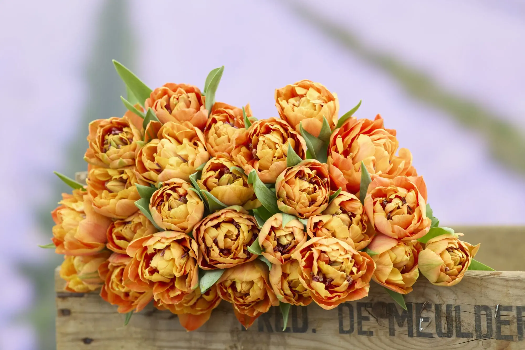 Tulipanløg ‘Valdivia’ (Tulipa Double Early) – Str. 12+ | Fyldt tidlig tulipan | FRA 5,40 KR