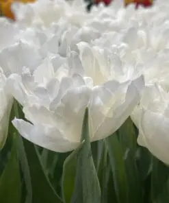 Tulipanløg ‘Galileo’ (Double Early) – Str. 12+ | Hvid fyldt tulipan | Eksklusiv fyldt tulipan | FRA 5,96 KR