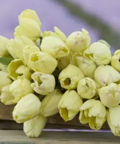 Tulipanløg ‘Ivory Floradale’ (Darwin Hybrid) – Str. 12+ | Elegant cremegul tulipan | FRA 5,40 KR.