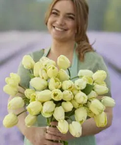 Tulipanløg ‘Ivory Floradale’ (Darwin Hybrid) – Str. 12+ | Elegant cremegul tulipan | FRA 5,40 KR.
