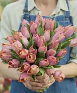 Tulipanløg ‘Salmon Prince’ – Str. 12+ | Elegant laksefarvet tulipan | FRA 5,40 KR.
