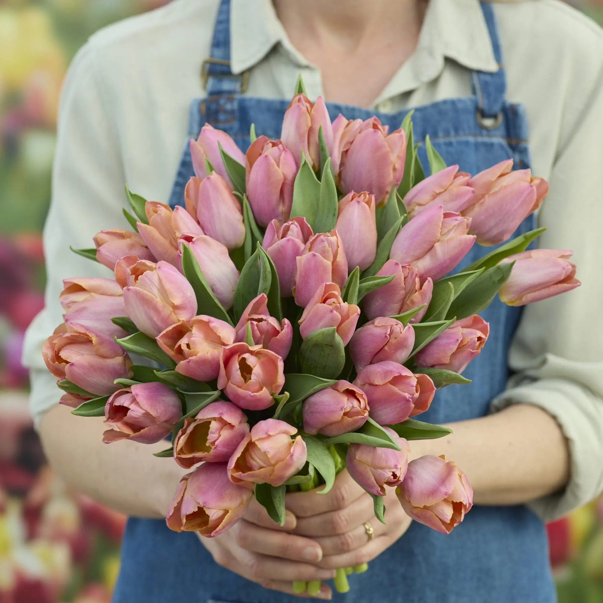 Tulipanløg ‘Salmon Prince’ – Str. 12+ | Elegant laksefarvet tulipan | FRA 5,40 KR.