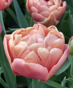 Tulipanløg ‘Copper Image’ (Tulipa Double Late) – Str. 12+ | Eksklusiv fyldt tulipan | FRA 5,96 KR