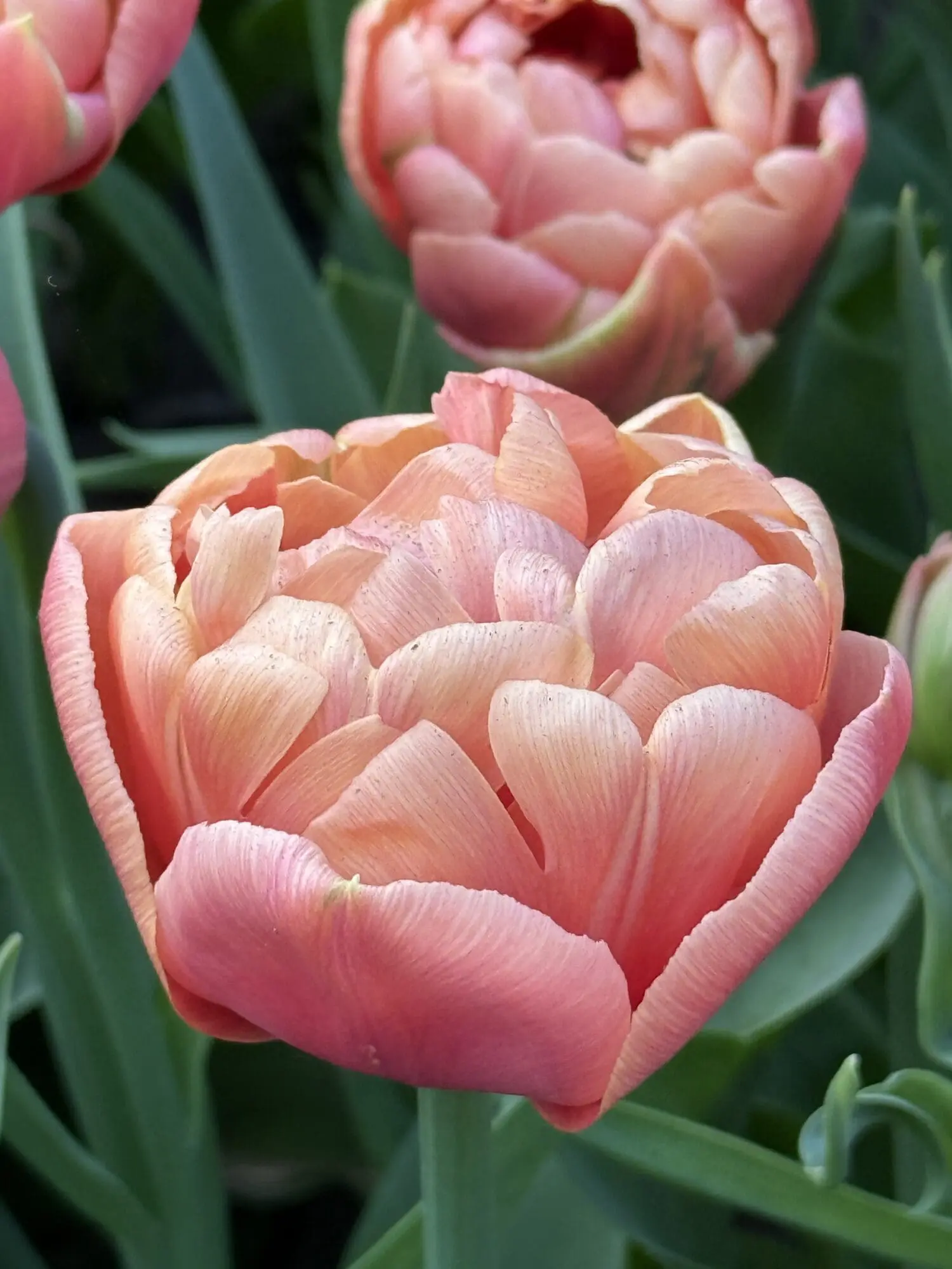 Tulipanløg ‘Copper Image’ (Tulipa Double Late) – Str. 12+ | Eksklusiv fyldt tulipan | FRA 5,96 KR