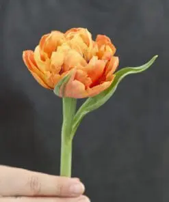Tulipanløg ‘Valdivia’ (Tulipa Double Early) – Str. 12+ | Fyldt tidlig tulipan | FRA 5,40 KR