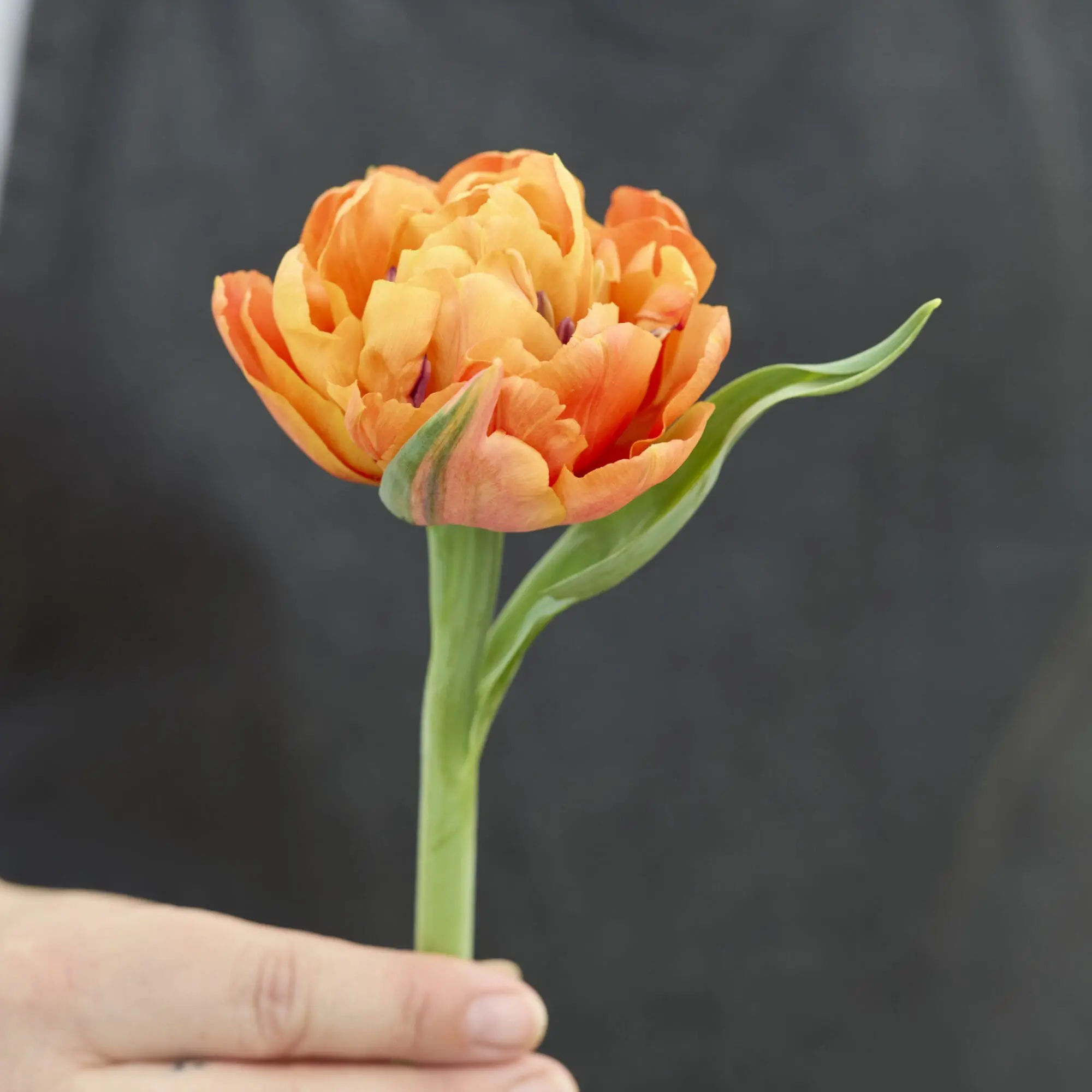 Tulipanløg ‘Valdivia’ (Tulipa Double Early) – Str. 12+ | Fyldt tidlig tulipan | FRA 5,40 KR