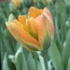 Tulipanløg ‘Orange Marmalade’ (Viridiflora) | Eksklusiv orange-grøn tulipan | Løgstr. 12+ | FRA 5,40 KR.