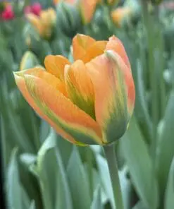 Tulipanløg ‘Orange Marmalade’ (Viridiflora) | Eksklusiv orange-grøn tulipan | Løgstr. 12+ | FRA 5,40 KR.