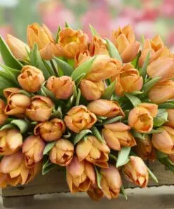 Tulipanløg ‘Sunrise Prince’ – Str. 12+ | Orange tulipan til haven | FRA 5,40 KR.
