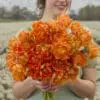 Tulipanløg ‘Orca’ (Double Early) – Str. 12+ | Eksklusiv Orange fyldt tulipan | FRA 5,96 KR