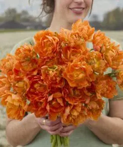 Tulipanløg ‘Orca’ (Double Early) – Str. 12+ | Eksklusiv Orange fyldt tulipan | FRA 5,96 KR