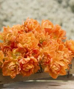 Tulipanløg ‘Orca’ (Double Early) – Str. 12+ | Eksklusiv Orange fyldt tulipan | FRA 5,96 KR