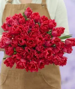 Tulipanløg ‘Red Foxtrot’ (Double Early) – Str. 12+ | Varm rød fyldt tulipan | FRA 5,40 KR