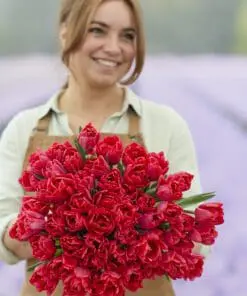 Tulipanløg ‘Red Foxtrot’ (Double Early) – Str. 12+ | Varm rød fyldt tulipan | FRA 5,40 KR