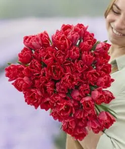 Tulipanløg ‘Red Foxtrot’ (Double Early) – Str. 12+ | Varm rød fyldt tulipan | FRA 5,40 KR