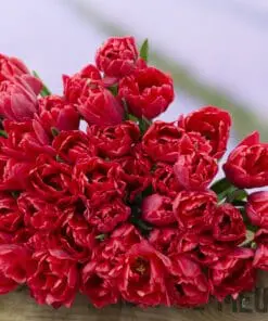 Tulipanløg ‘Red Foxtrot’ (Double Early) – Str. 12+ | Varm rød fyldt tulipan | FRA 5,40 KR