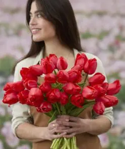 Tulipanløg ‘Red Impression’ (Darwin Hybrid) Str. 12+ | Flot rød tulipan | FRA 5,40 KR.