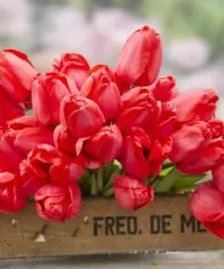 Tulipanløg ‘Red Impression’ (Darwin Hybrid) Str. 12+ | Flot rød tulipan | FRA 5,40 KR.