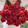 Tulipanløg ‘Red Princess’ (Double Late) – Str. 12+ | Rød sen dobbelttulipan | FRA 5,40 KR