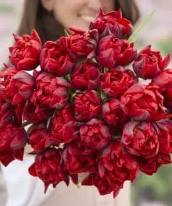 Tulipanløg ‘Red Princess’ (Double Late) – Str. 12+ | Rød sen dobbelttulipan | FRA 5,40 KR