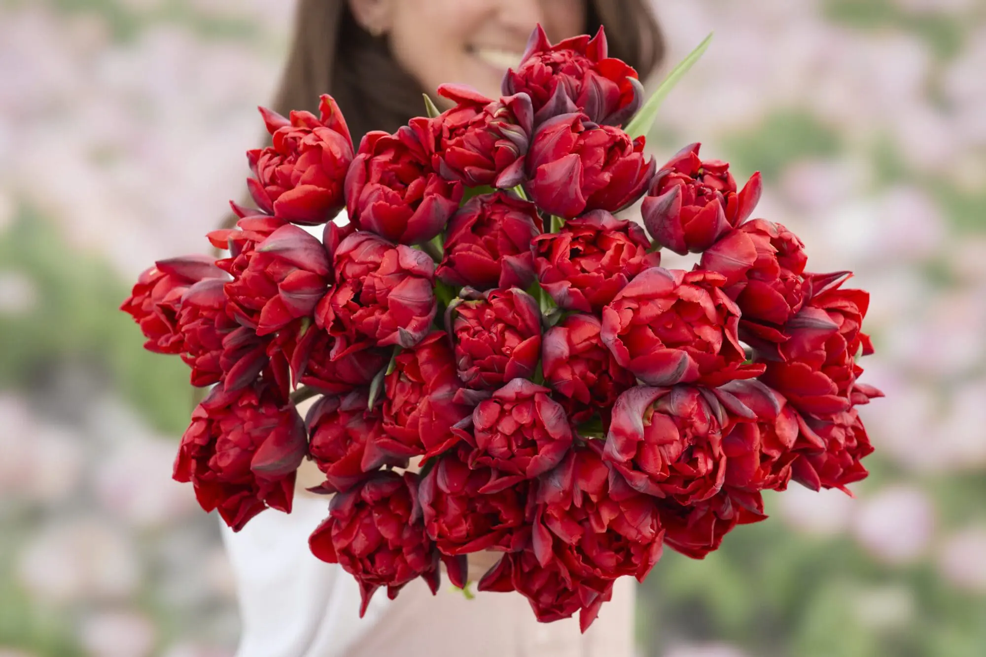 Tulipanløg ‘Red Princess’ (Double Late) – Str. 12+ | Rød sen dobbelttulipan | FRA 5,40 KR
