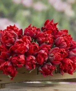 Tulipanløg ‘Red Princess’ (Double Late) – Str. 12+ | Rød sen dobbelttulipan | FRA 5,40 KR