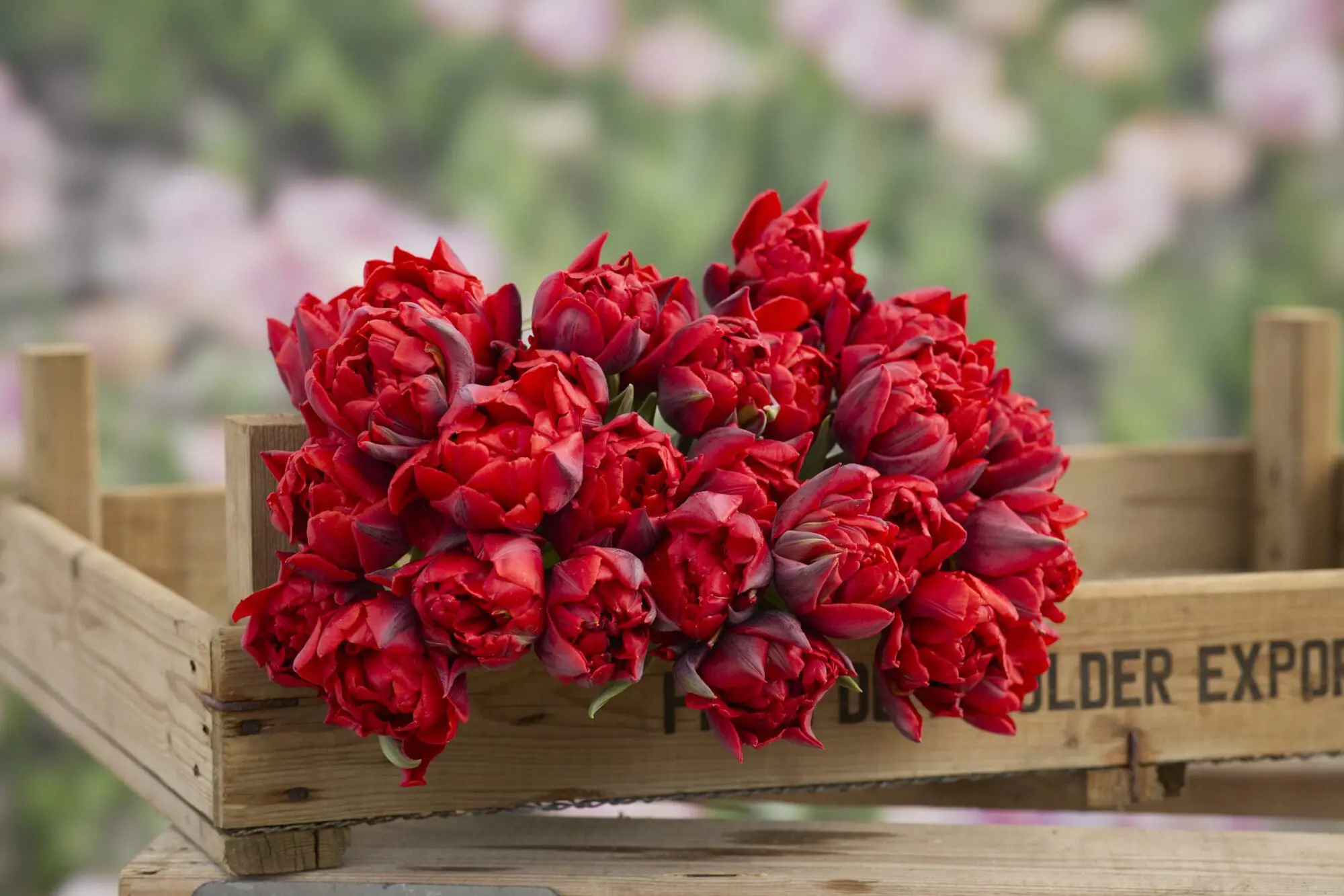 Tulipanløg ‘Red Princess’ (Double Late) – Str. 12+ | Rød sen dobbelttulipan | FRA 5,40 KR