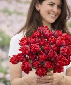 Tulipanløg ‘Red Princess’ (Double Late) – Str. 12+ | Rød sen dobbelttulipan | FRA 5,40 KR