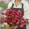 Tulipanløg ‘Ridgedale’ (Tulipa Double Early) – Str. 12+ | Fyldt rød tulipan | FRA 5,40 KR