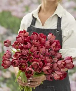 Tulipanløg ‘Ridgedale’ (Tulipa Double Early) – Str. 12+ | Fyldt rød tulipan | FRA 5,40 KR