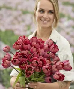 Tulipanløg ‘Ridgedale’ (Tulipa Double Early) – Str. 12+ | Fyldt rød tulipan | FRA 5,40 KR